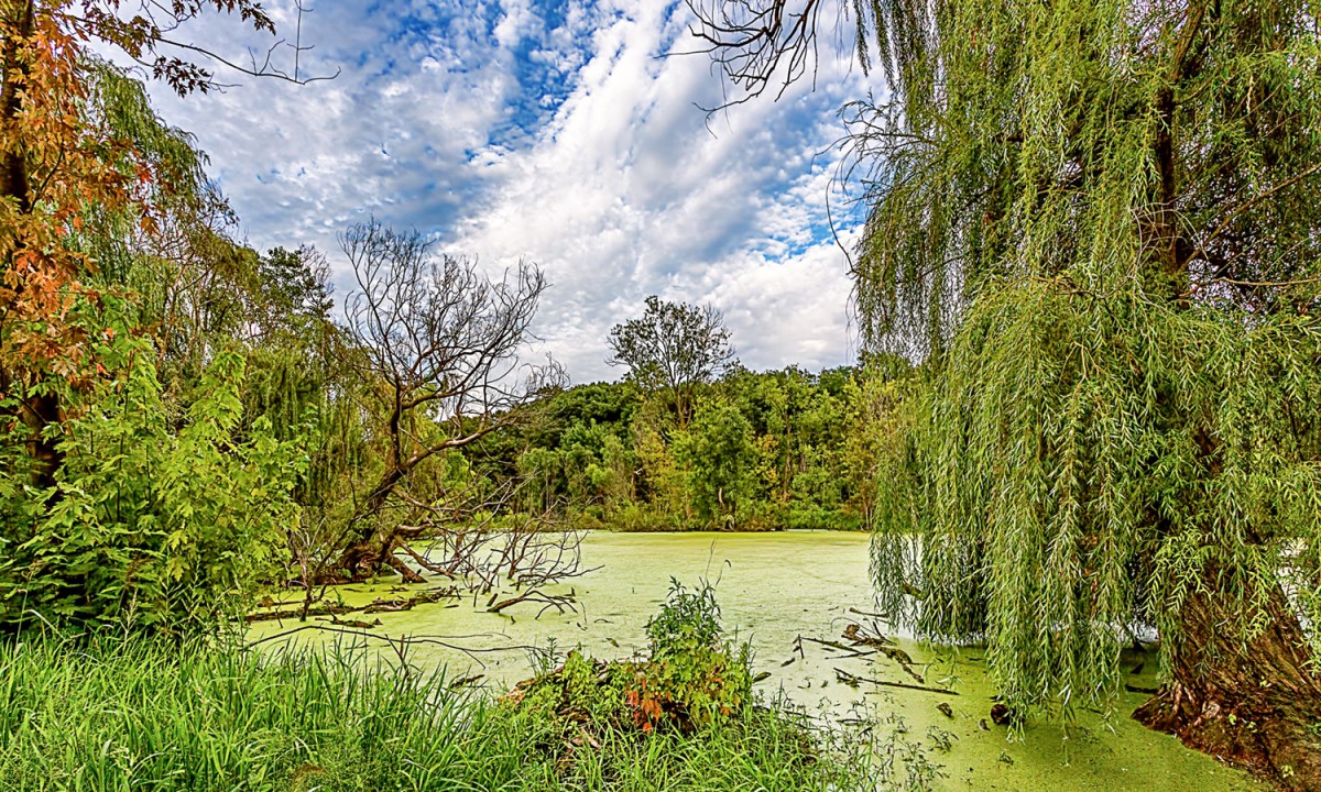 Marsh View from Trail