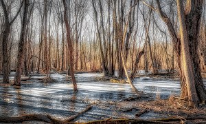 Morning at Marsh After Overnight Frost