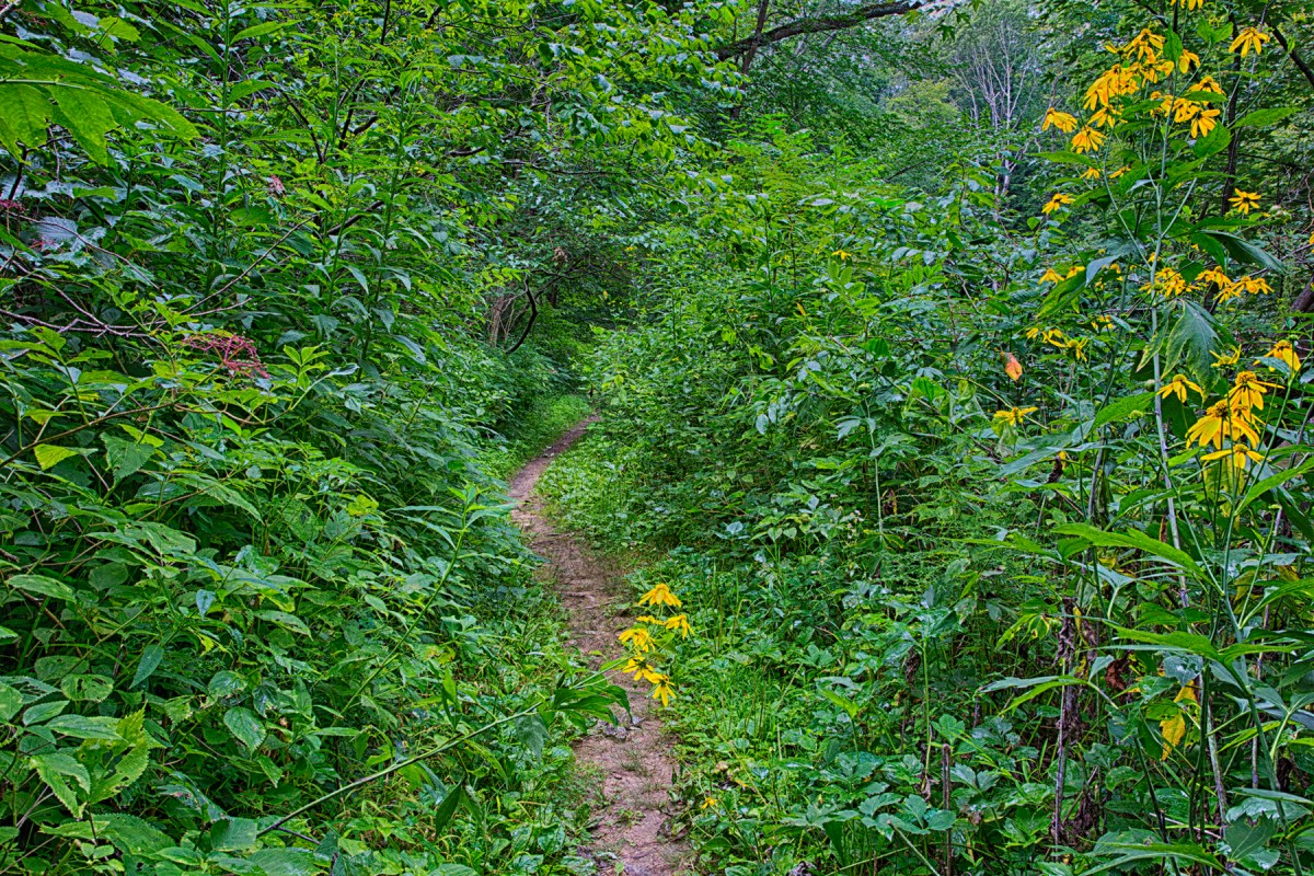 Narrow Trail Through Woods in Late Summer
