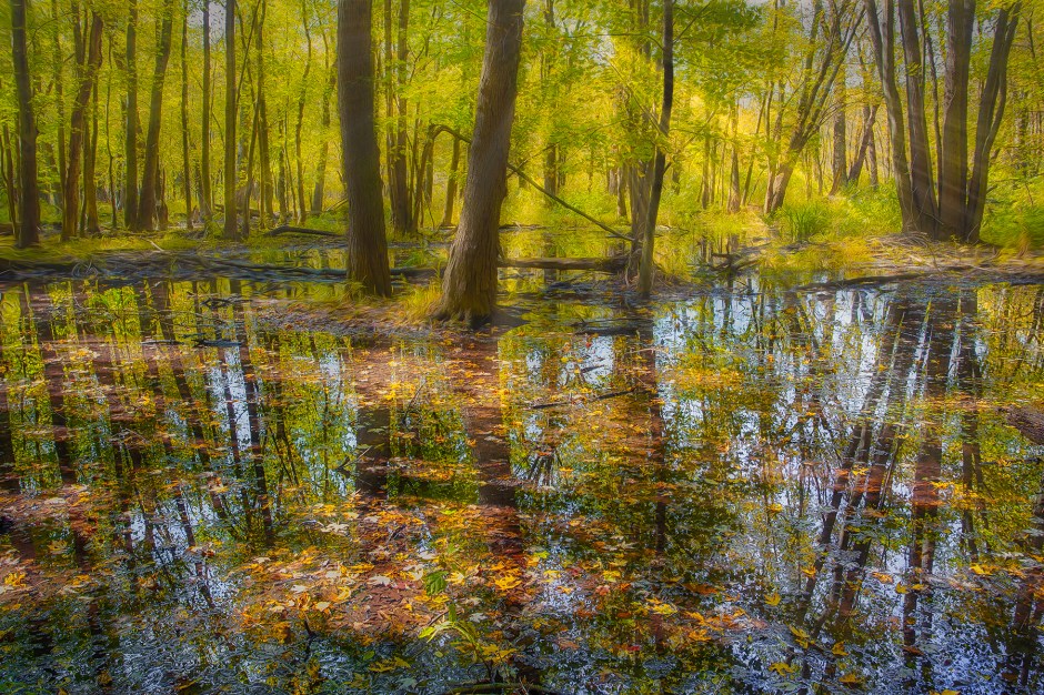 October Sunlight Through Swamp Forest