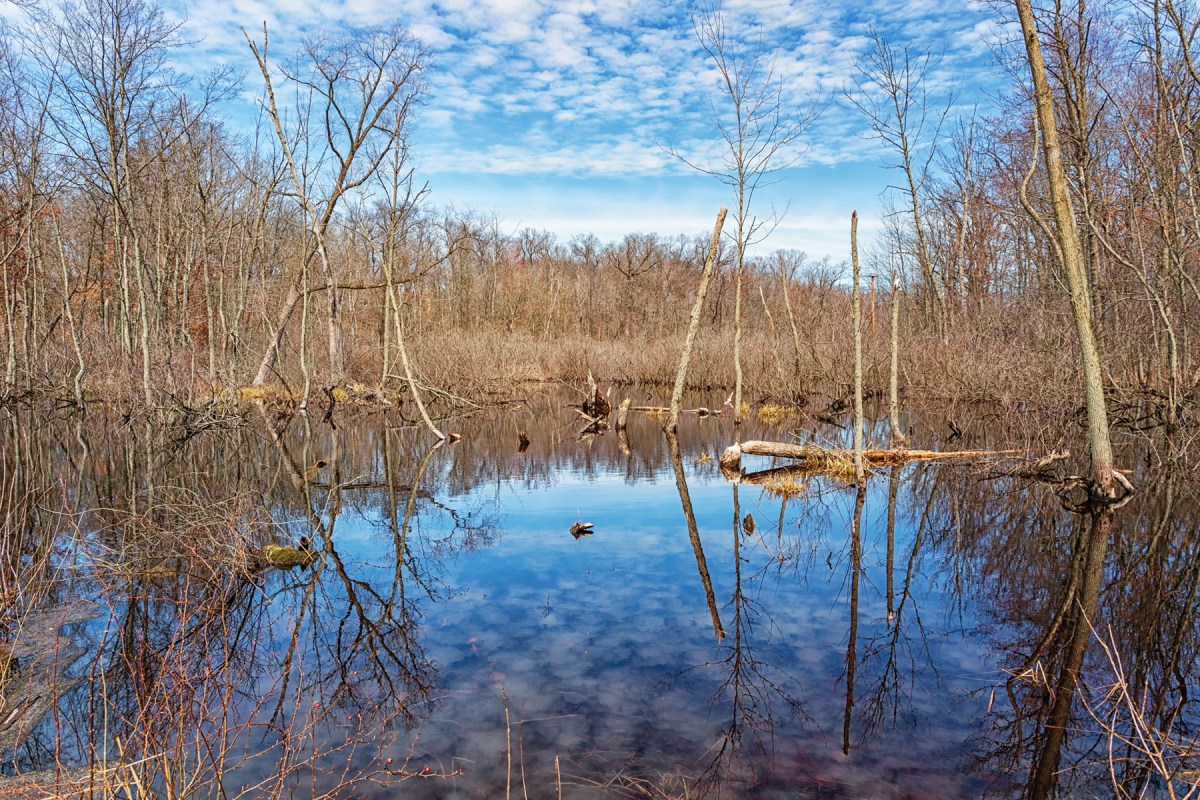 Pond at Start of April
