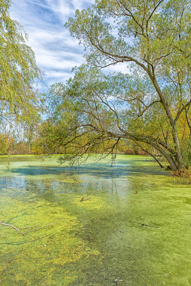 Pond Near End of September