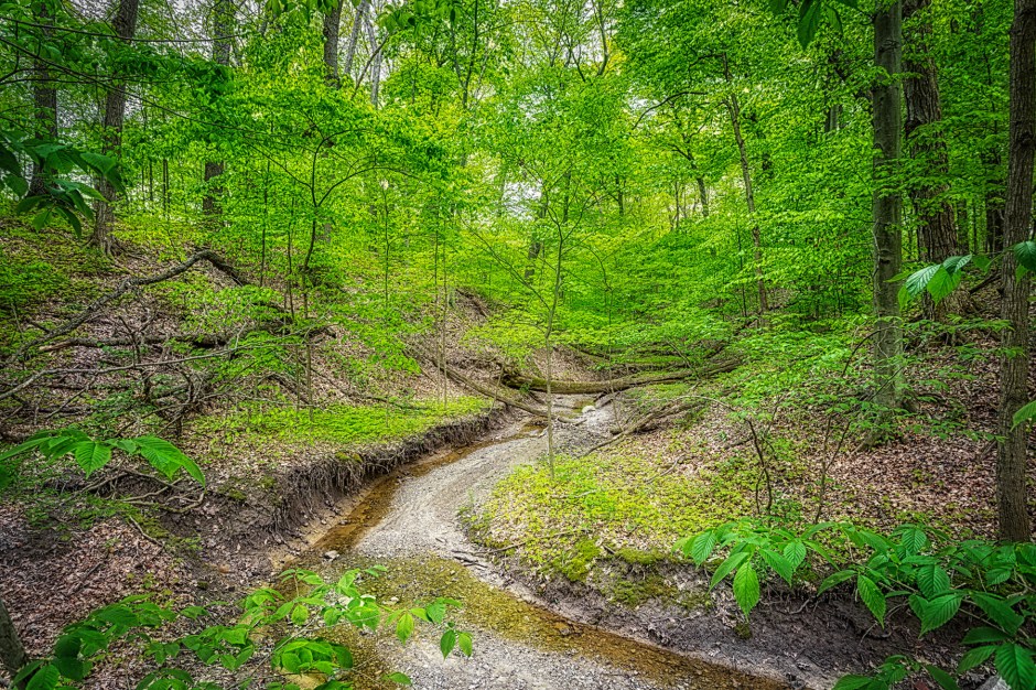 Ravine Creek in May