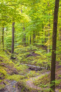 Ravine Trail in Mid-October