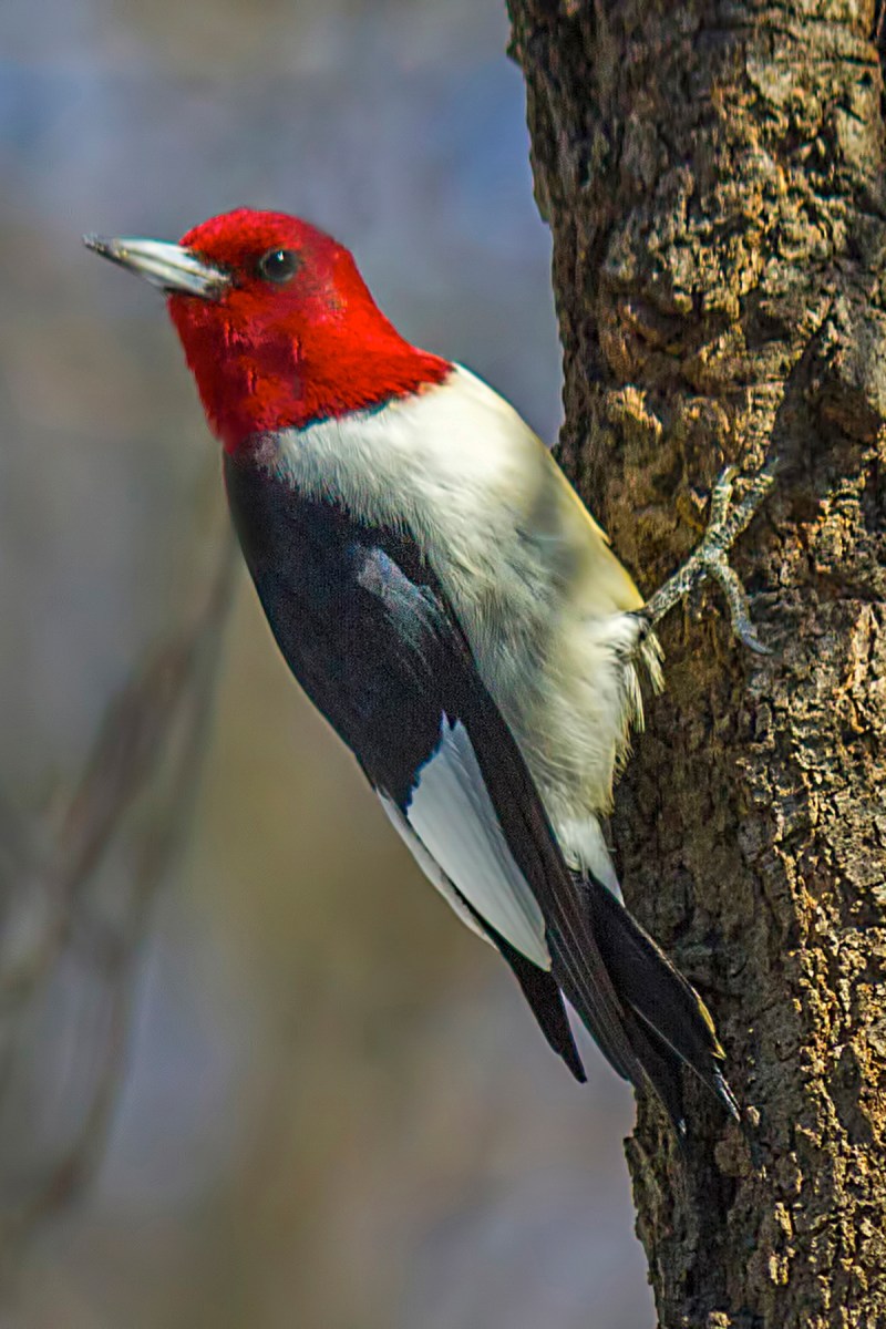 Red-Headed Woodpecker