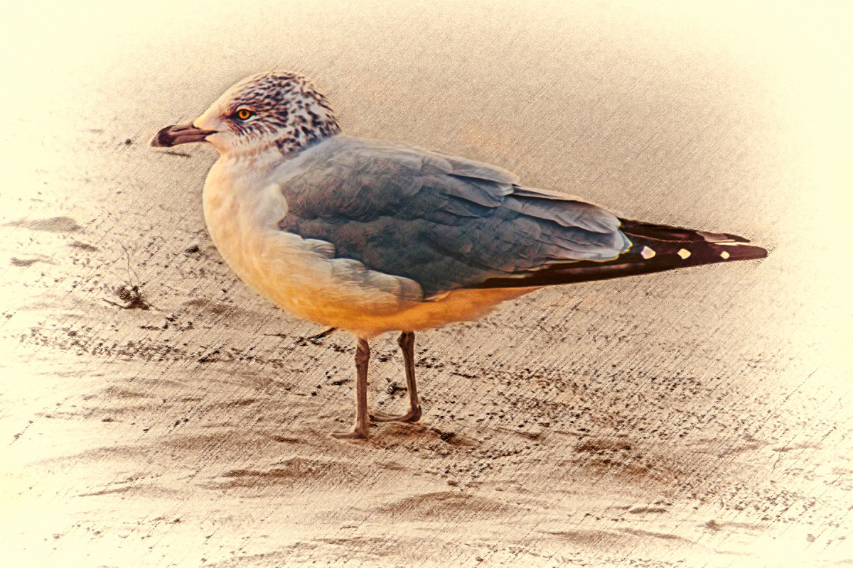 Ring-Billed Gull