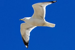 Ring-Billed Gull