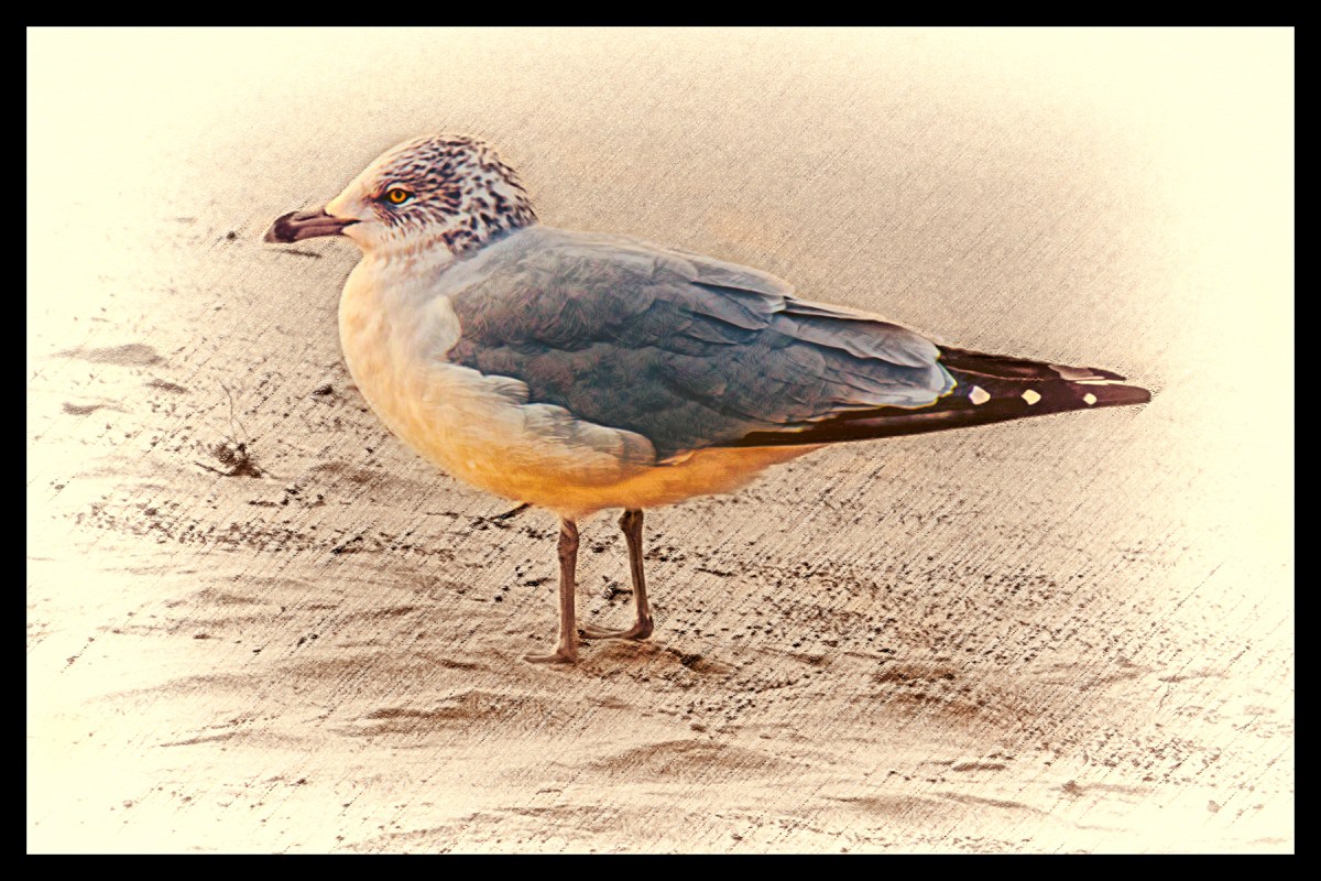 Ring-Billed Gull