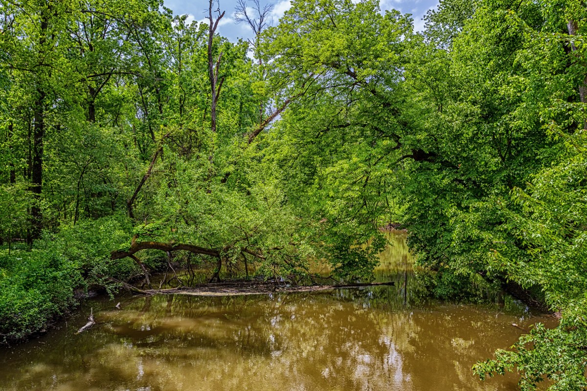 River Canopy