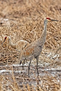 Sandhill Cranes at Great Marsh
