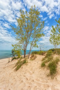 Shoreline in Mid-May