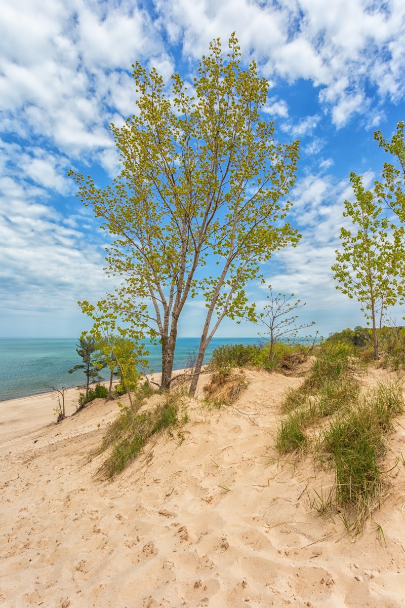 Shoreline in Mid-May