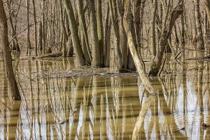 Spring Flooding in Swamp Forest