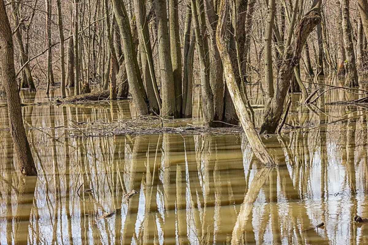 Spring Flooding in Swamp Forest