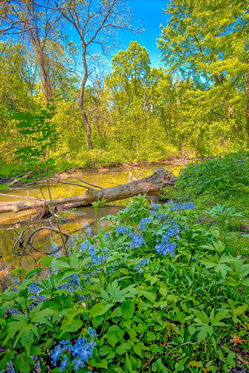Still River in Early June