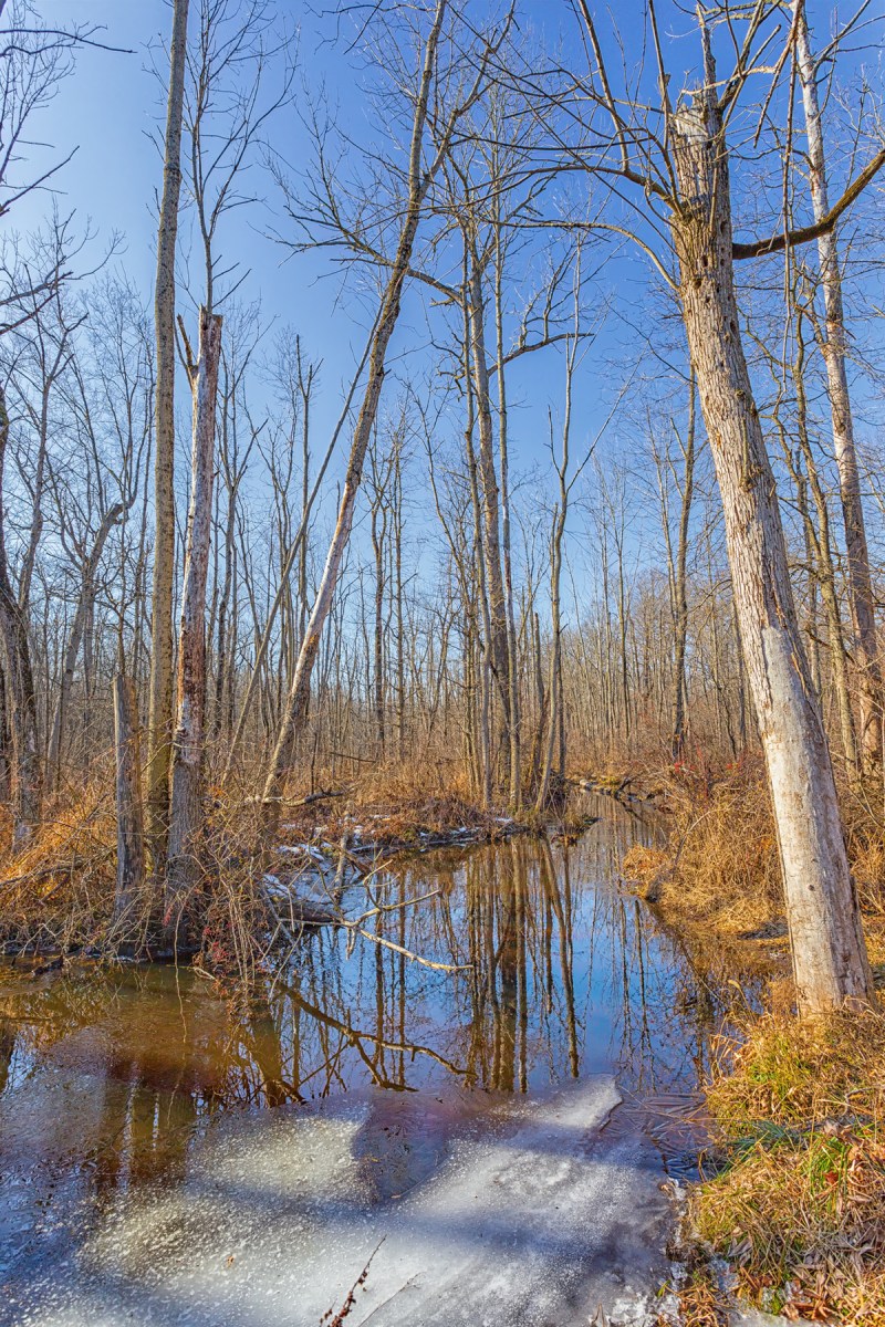 Stream Through Woods