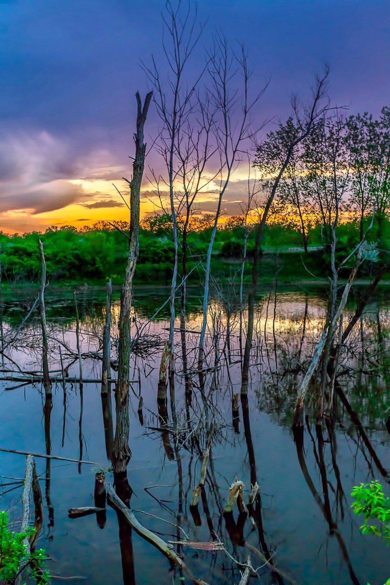 Sundown Beyond Swamp
