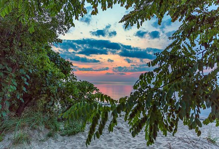 Sunset Through Beach Trees