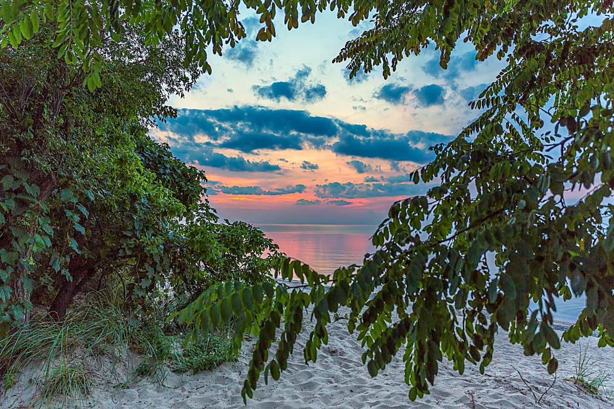 Sunset Through Beach Trees