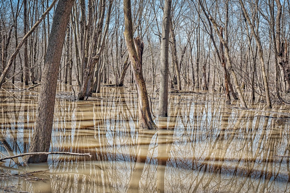 Swamp Forest After April Rainfall