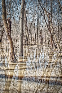 Swamp Forest After Rain