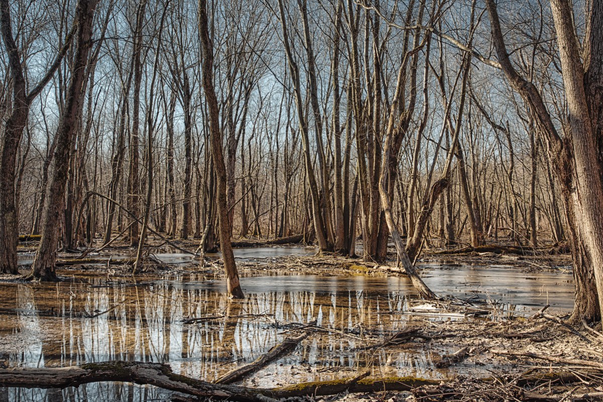 Swamp Forest in Early Spring