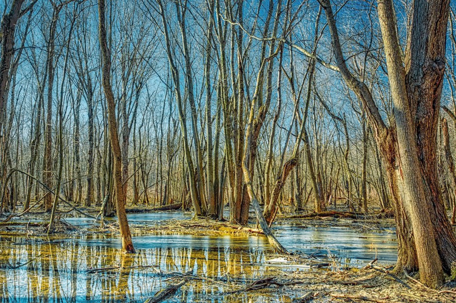 swamp-forest-on-sunny-winter-day-sm