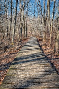 Swamp Walkway at Start of April