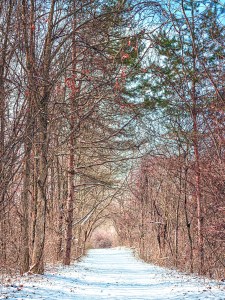 Trail After Lake-Effect Snow