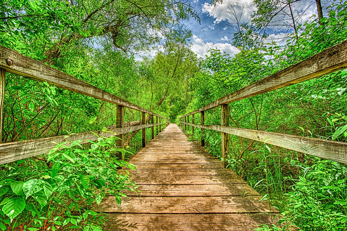 Trail Bridge at End of Summer