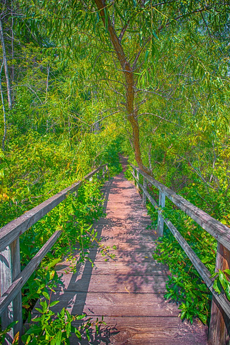 Trail Eight Marsh Bridge in Late Summer