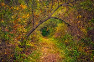 Trail in Early Autumn