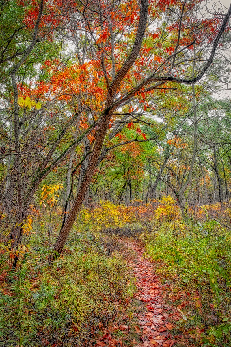 Trail in Early November