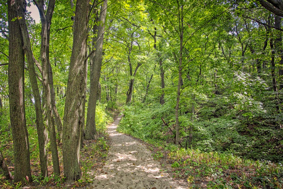 Trail Nine Through Woods