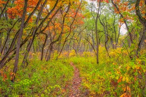Trail Through Dune Woods in Early November