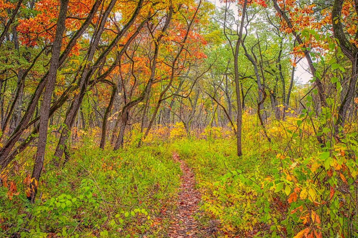 Trail Through Dune Woods in Early November