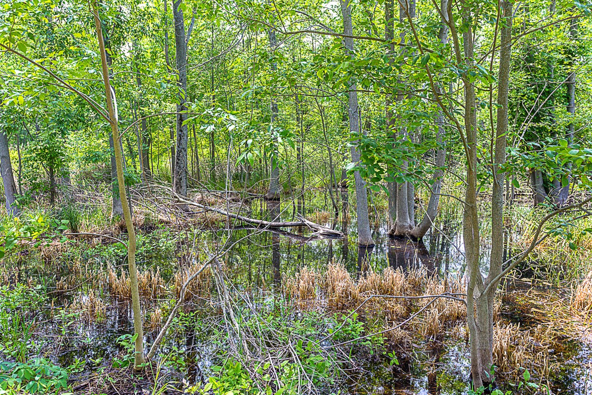 Trail Through Marsh