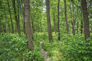 Trail Through Woods