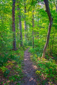 Trail Two in Late Summer