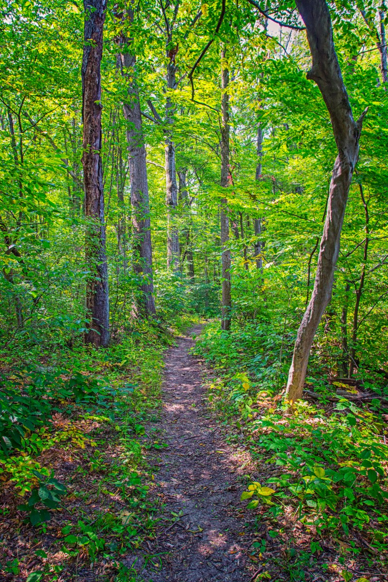 Trail Two in Late Summer