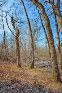 Trail Two Through Trees