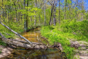 Trail Two Toward Footbridge