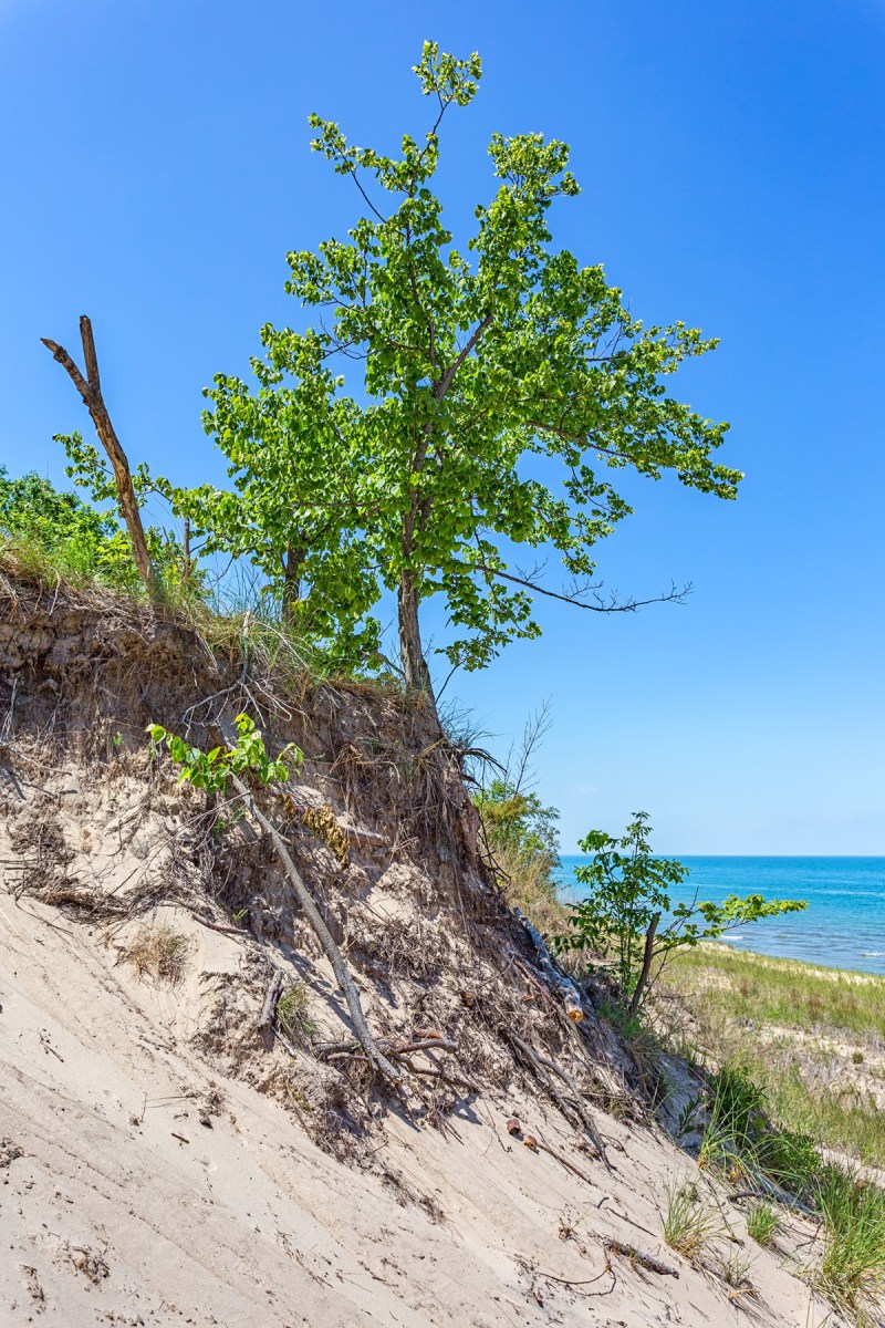 Tree Above Beach