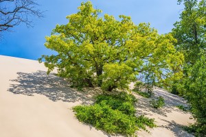 Tree Swallowed by Wandering Sand Dune