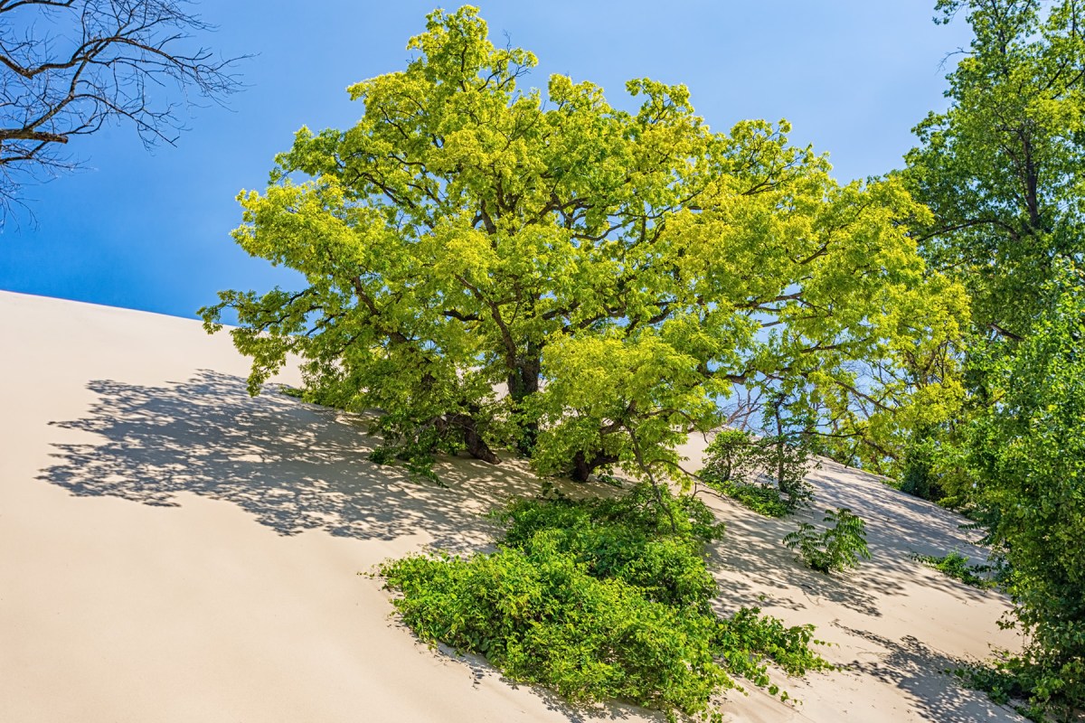 Tree Swallowed by Wandering Sand Dune