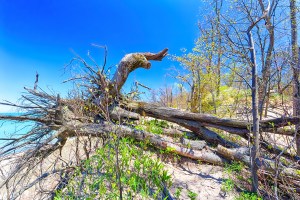 Upturned Tree Blocking Ridge Trail