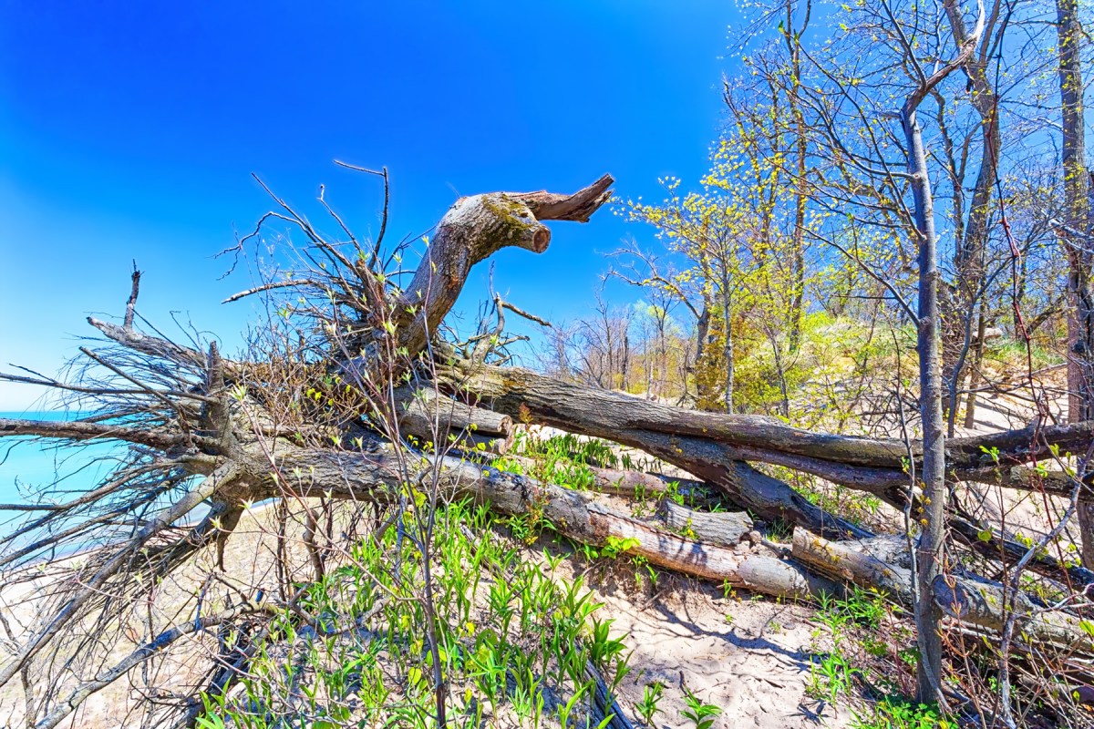 Upturned Tree Blocking Ridge Trail
