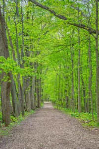 Wide Trail Through Woods