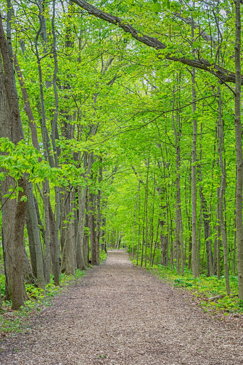 Wide Trail Through Woods