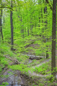 Winding Trail Through Woods